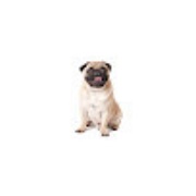 Puppy s World The Complete Pet Shop